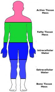 Bioimpedance and body composition analysis